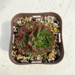 多肉植物 ロスラリア プラティフィラ 7.5cmポット苗