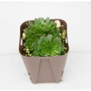 多肉植物 ロスラリア プラティフィラ 7.5c...の詳細画像1