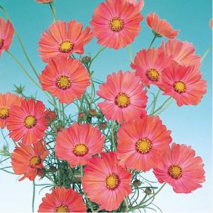 コスモス キャンパスオレンジ（苗） 9cmポット苗 鉢植えの栽培にも最適♪