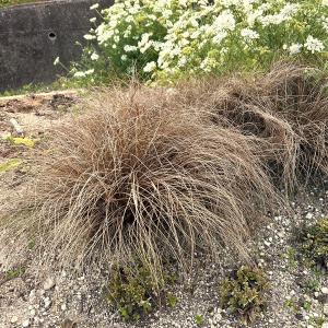 カレックス ブロンズカール 9cmポット苗