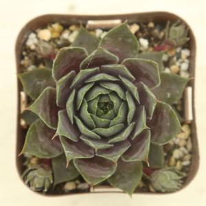 多肉植物 センペルビウム ミッドナイトローズ ...の詳細画像1