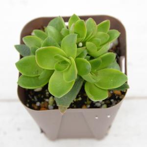 多肉植物 クラッスラ 火祭り 7.5cmポット苗の詳細画像1