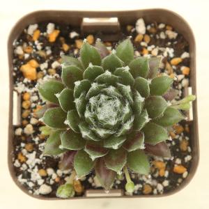 多肉植物 センペルビウム 赤巻絹 7.5cmポット苗の詳細画像1