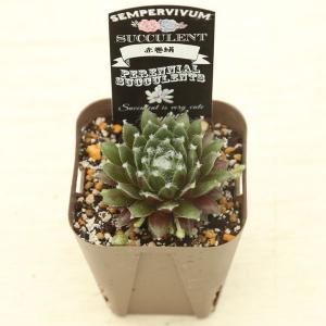 多肉植物 センペルビウム 赤巻絹 7.5cmポット苗の詳細画像2