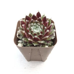 多肉植物 センペルビウム 赤巻絹 7.5cmポット苗の詳細画像3