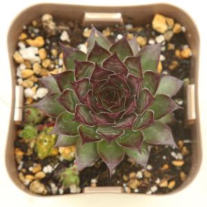 多肉植物 センペルビウム ブラック 7.5cmポット苗 : ハニー