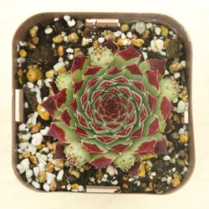 多肉植物 センペルビウム ジュセッピー 7.5...の詳細画像1