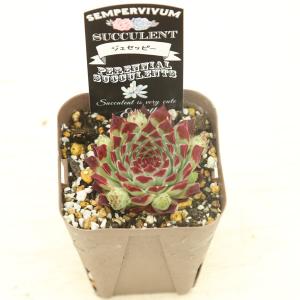 多肉植物 センペルビウム ジュセッピー 7.5...の詳細画像2