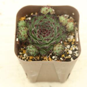 多肉植物 センペルビウム タンホルン 7.5cmポット苗 : ハニーミント