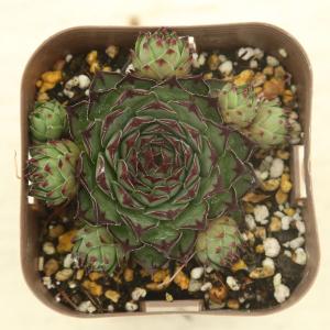多肉植物 センペルビウム 紅薫花(コウクンカ)...の詳細画像1