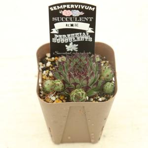 多肉植物 センペルビウム 紅薫花(コウクンカ)...の詳細画像2