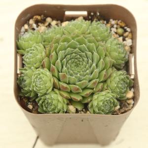 きょん様 サンドロップ 2つ センペルビウム 多肉植物 抜き苗 センペルビウム｜【植物のITANSE】全品送料無料・即出荷!