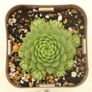 多肉植物 センペルビウム アリオニー 7.5c...の詳細画像1