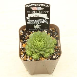 多肉植物 センペルビウム アリオニー 7.5c...の詳細画像2