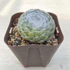多肉植物 センペルビウム 大巻絹 7.5cmポット苗の詳細画像1