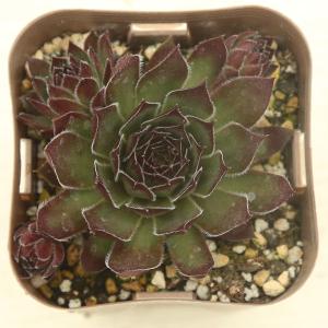 多肉植物 センペルビウム ダイナモ 7.5cm...の詳細画像1