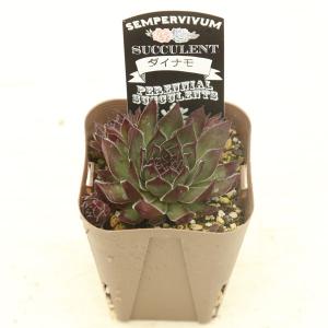多肉植物 センペルビウム ダイナモ 7.5cm...の詳細画像2