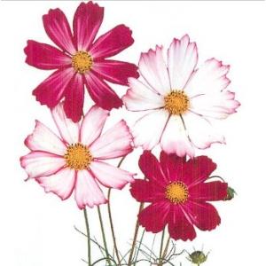 コスモス鉢植えの商品一覧 通販 Yahoo ショッピング