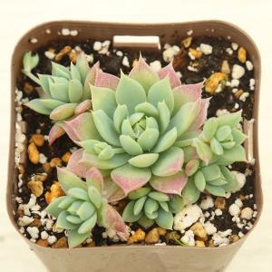 多肉植物 韓国苗 桃美人錦 多肉植物 桃美人錦 美品 【公式通販】