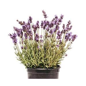 【当店農場生産】ラベンダー アヴィニョン アー...の詳細画像1