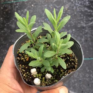 【当店農場生産】ラベンダー アヴィニョン アー...の詳細画像2