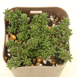 多肉植物 セダム ブラックベリー 7.5cmポット苗｜honeymint