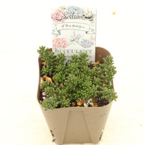 多肉植物 セダム ブラックベリー 7.5cmポット苗の詳細画像1