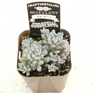多肉植物 グラプトペタルム ブルービーン 7....の詳細画像1