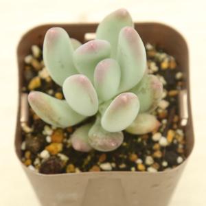 多肉植物 パキフィツム 桃美人 7.5cmポット苗