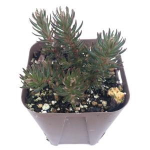 多肉植物 セダム 松ノ葉万年草 7.5cmポット苗