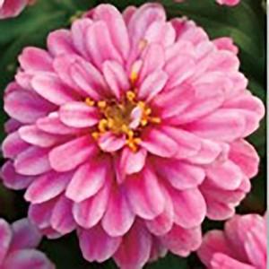 【当店農場生産】ジニア ダブルザハラ ラズベリーリップル 9cmポット苗 かわいいお花が咲きます♪