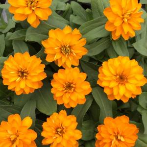 【当店農場生産】ジニア ダブルザハラ ブライトオレンジ 9cmポット苗 かわいいお花が咲きます♪