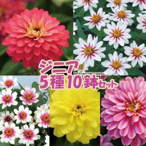 当店農場生産】ゼラニウム 5種類5鉢セット 9cmポット苗 強くて大輪咲き