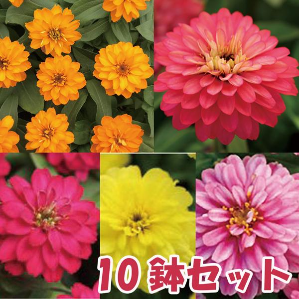 【10鉢セット】ジニア5種類×2苗セット 暑さに強く長く咲く！5/17更新