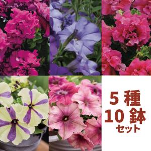 ペチュニア 苗の商品一覧 通販 Yahoo ショッピング