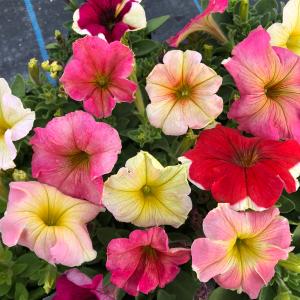 ペチュニア 苗の商品一覧 通販 Yahoo ショッピング