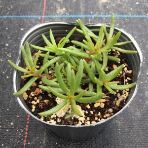 【当店農場生産】ポーチュラカ(マツバボタン)9...の詳細画像1