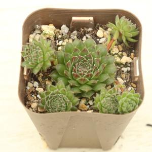 多肉植物 センペルビウム 紅薫花（コウクンカ） 7.5cmポット苗