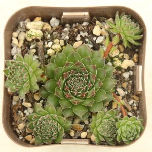 多肉植物 センペルビウム ラモッティ 7.5c...の詳細画像1