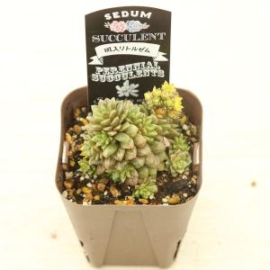 多肉植物 セダム 斑入りリトルゼム 7.5cm...の詳細画像1