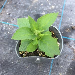 【当店農場生産】ネペタ ブルーパンサー 9cm...の詳細画像1