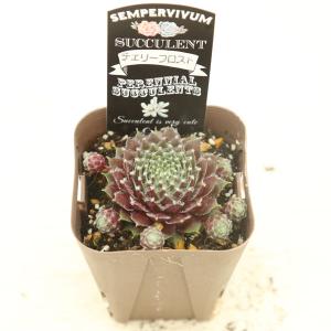 多肉植物 センペルビウム チェリーフロスト 7...の詳細画像2