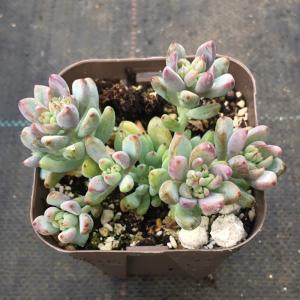 多肉植物 グラプトペタルム 大実ブラックベリー 7.5cmポット苗