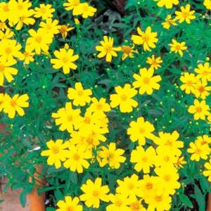 宿根レモンマリーゴールド 9cmポット苗