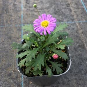 【当店農場生産】ブラキカム フレスコパープル ...の詳細画像1