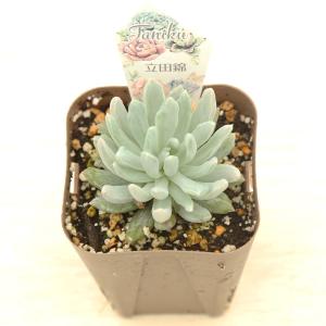 多肉植物 パキベリア 立田錦 7.5cmポット苗の詳細画像1