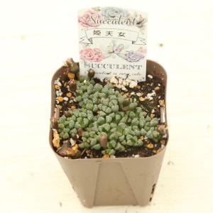 多肉植物 ネオヘンリシア 姫天女 7.5cmポット苗の詳細画像1