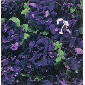 【当店農場生産】八重咲きペチュニア ダブルカスケード ブルー（花なし苗） 9cmポット苗