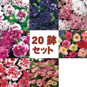 【20鉢セット】変わり咲きペチュニア7種類20鉢セット（花なし苗） 4/28更新