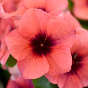 【当店農場生産】変わり咲きビンカ タトゥーパパイヤ 9cmポット苗 花の色が変化するビンカ